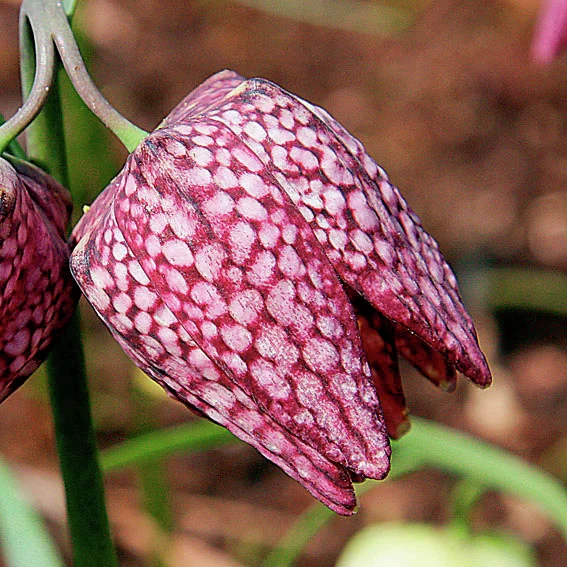 Schachbrettblumen