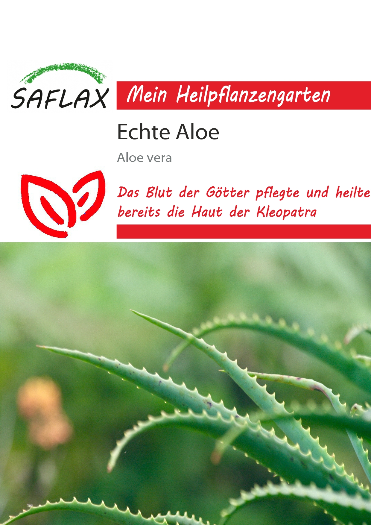 Echte Aloe - Samen