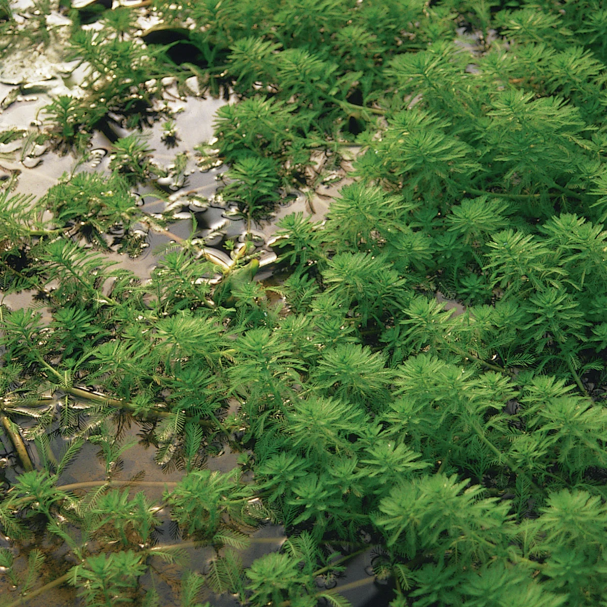 Tausendblatt, im ca. 11 cm-Topf