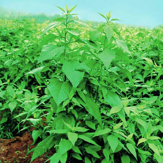 Topinambur Topstar, Pflanzgut