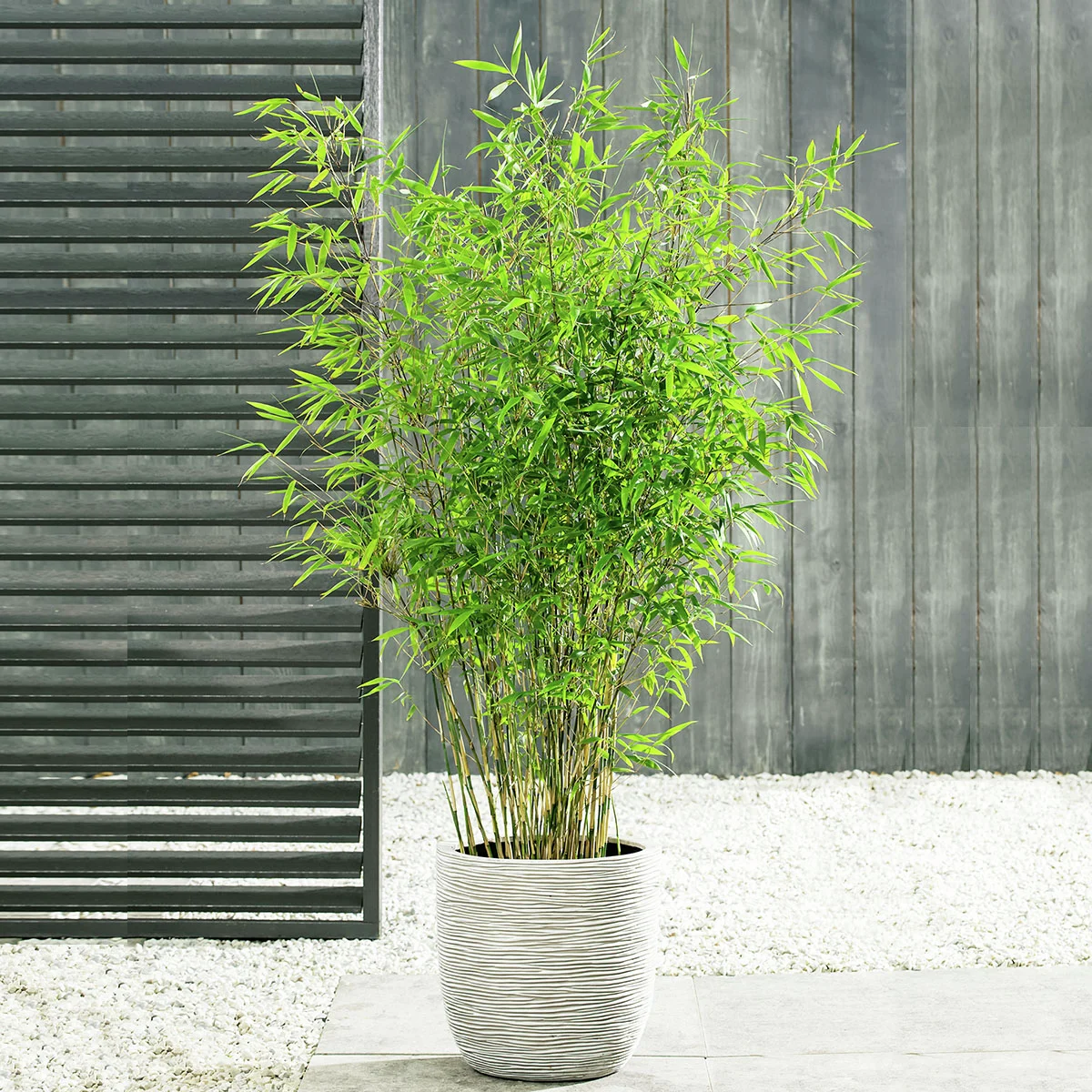 Schirmbambus Great Wall