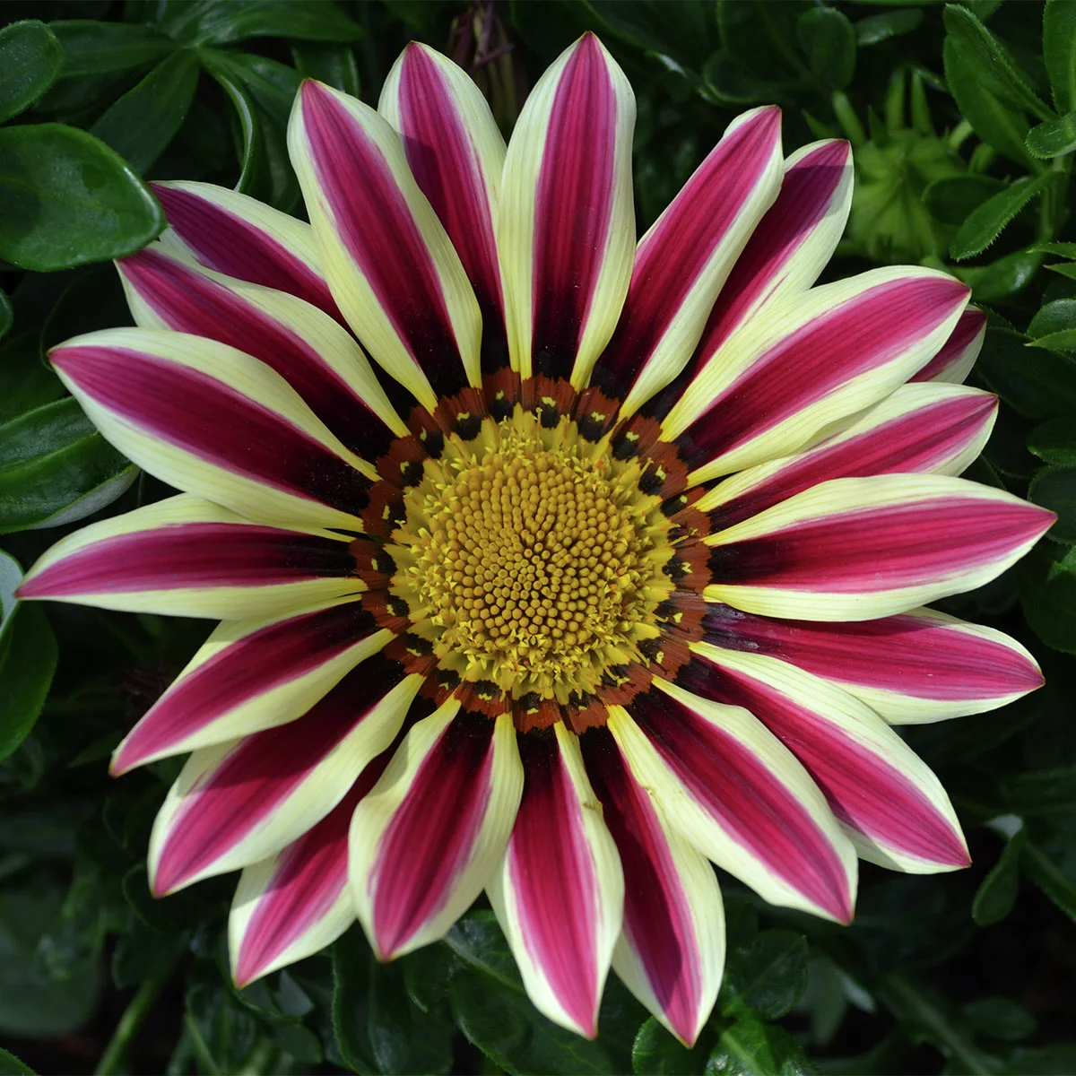 Mittagsgold, lilaweiß