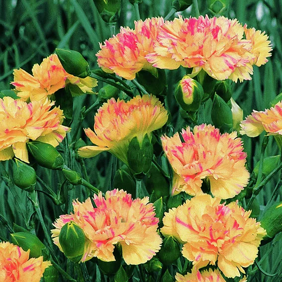 Pfingstnelke Devon Cream(R)