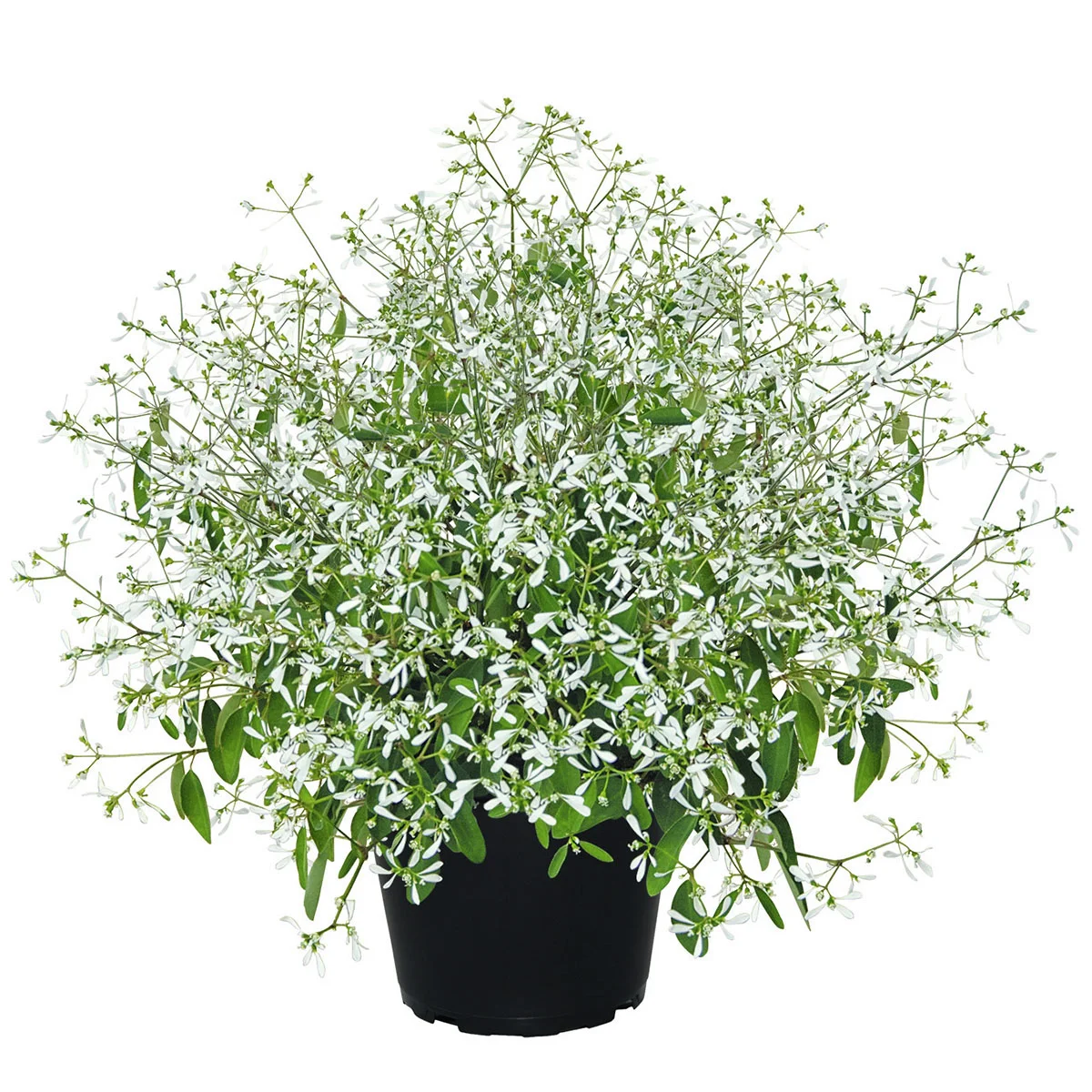 Zauberschnee Diamond Frost™