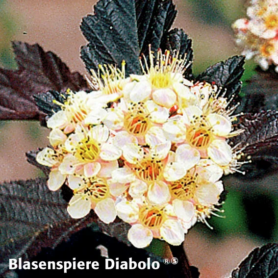 Ziergehölz-Set Blütenhecke