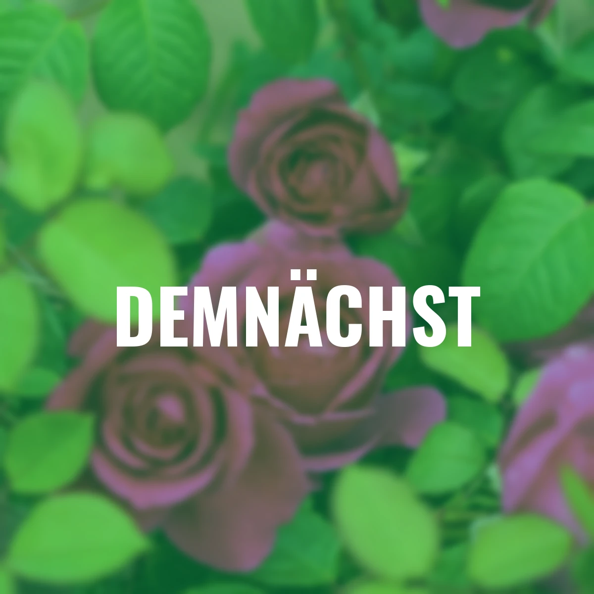 Sense of Love®-Duftrose Adore Aroma™