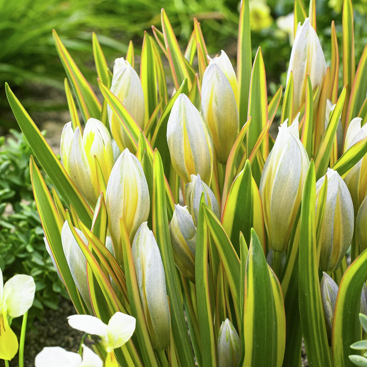 Tulpe Tarda Interaction