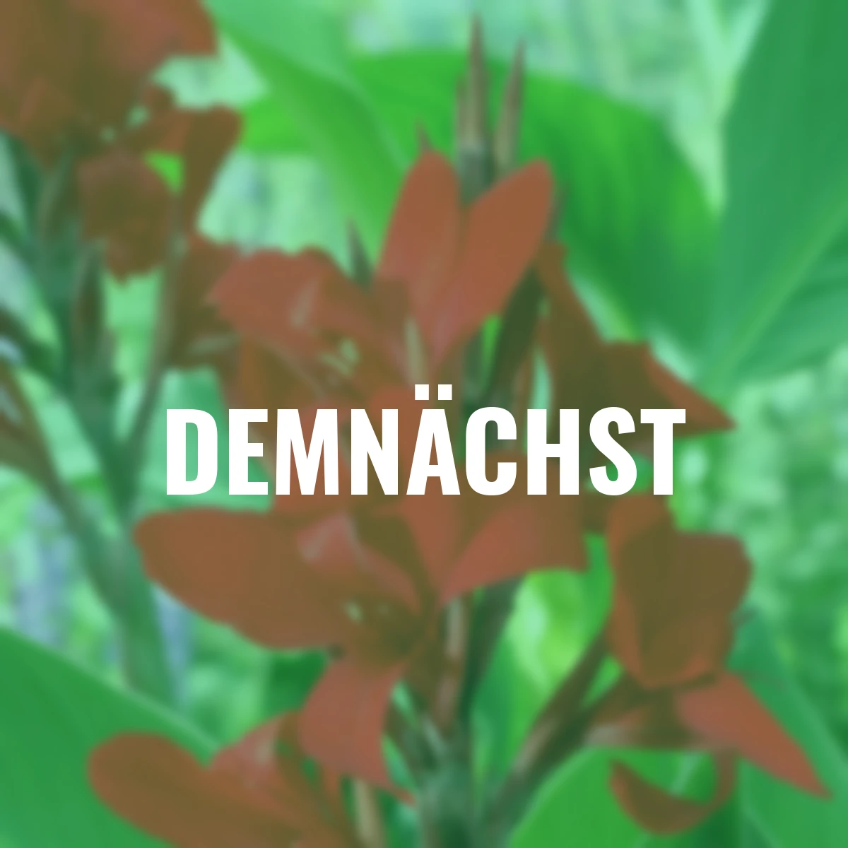 Canna Flamenco (Indisches Blumenrohr)