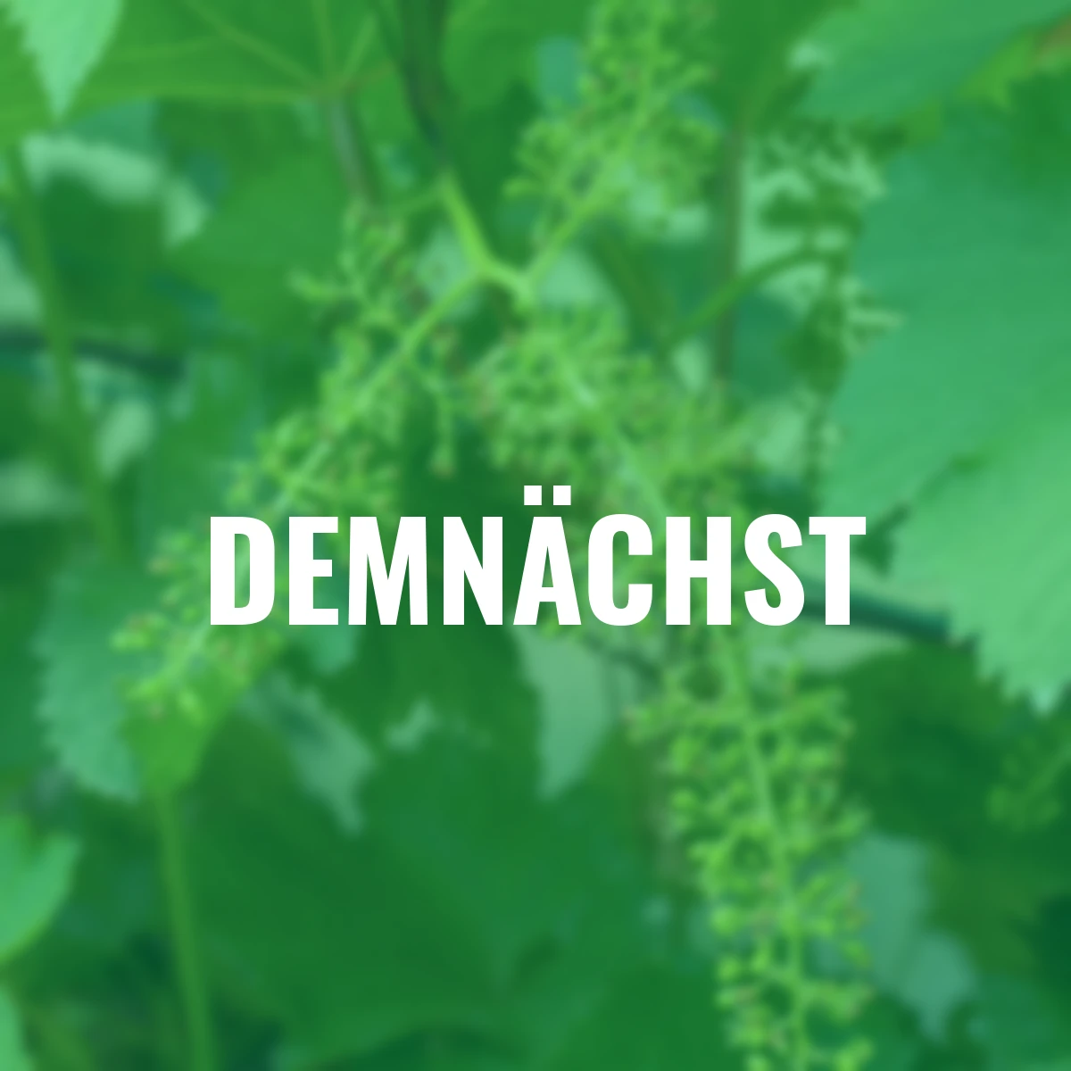 BIO Weintraube Boskoop Glory