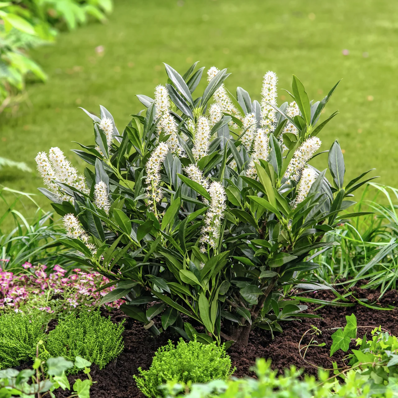 Kirschlorbeer Otto Luyken