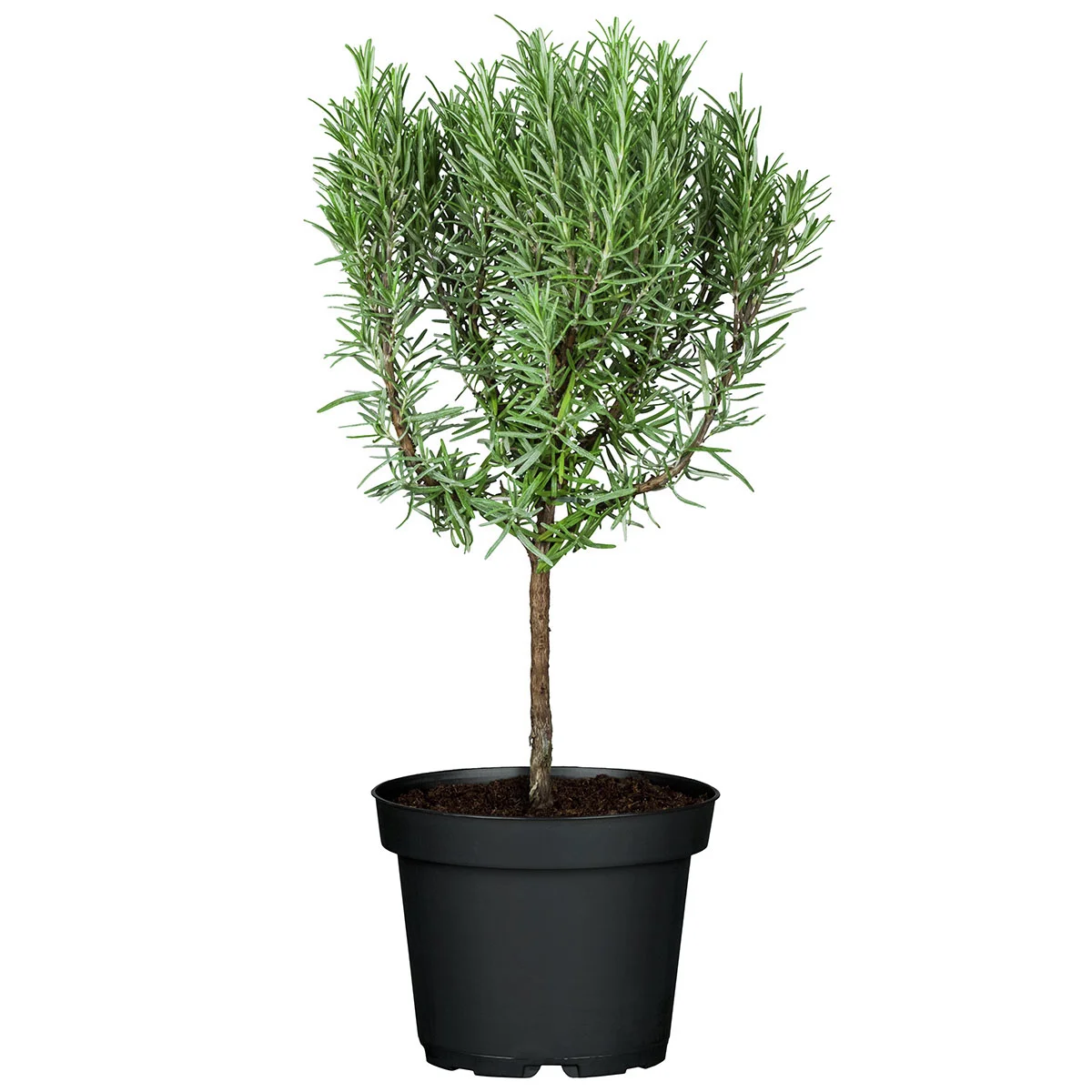 Eataliano Rosmarin-Stämmchen