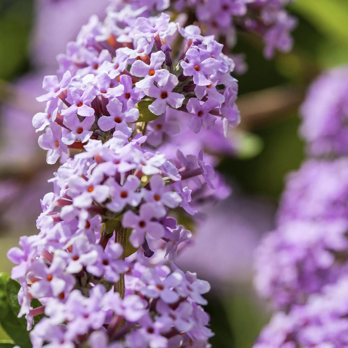Wasserfall-Schmetterlingsflieder