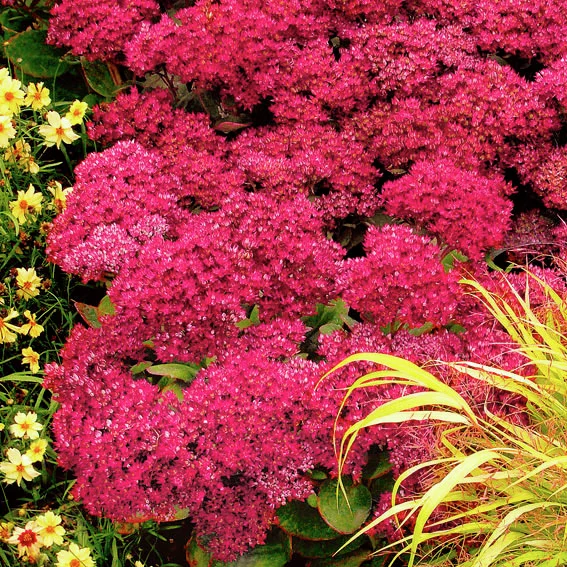 Fetthenne Mr. Goodbud