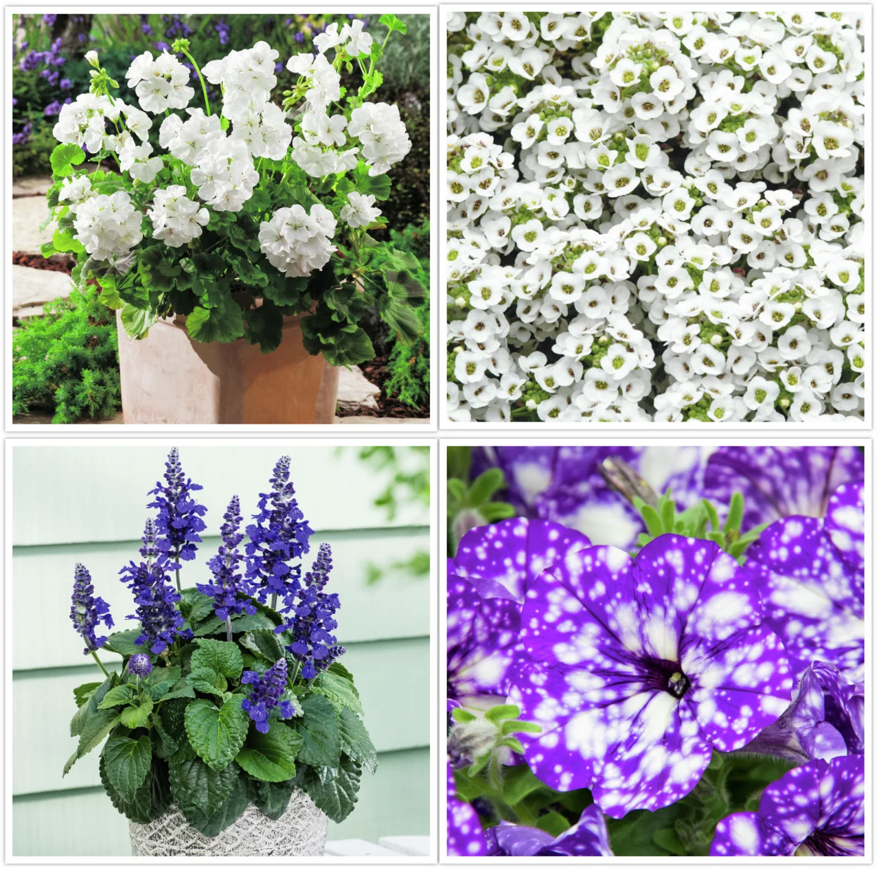 Sommerblumen-Set Maritim, 12 Stück