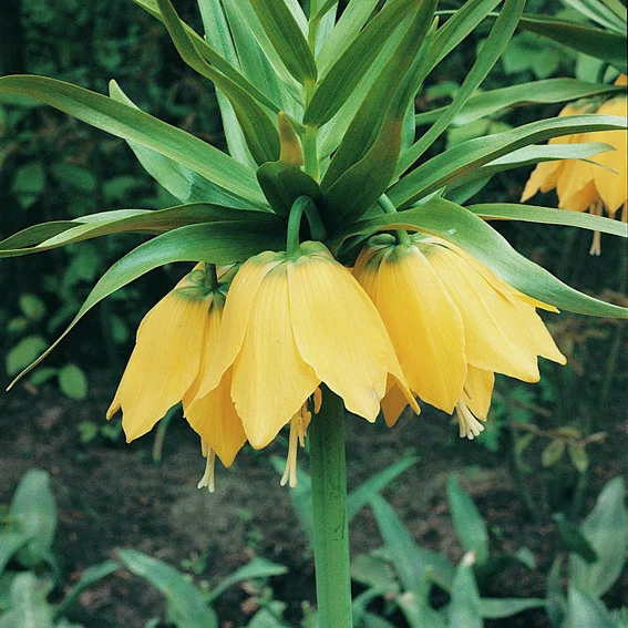 Kaiserkrone Lutea, gelb