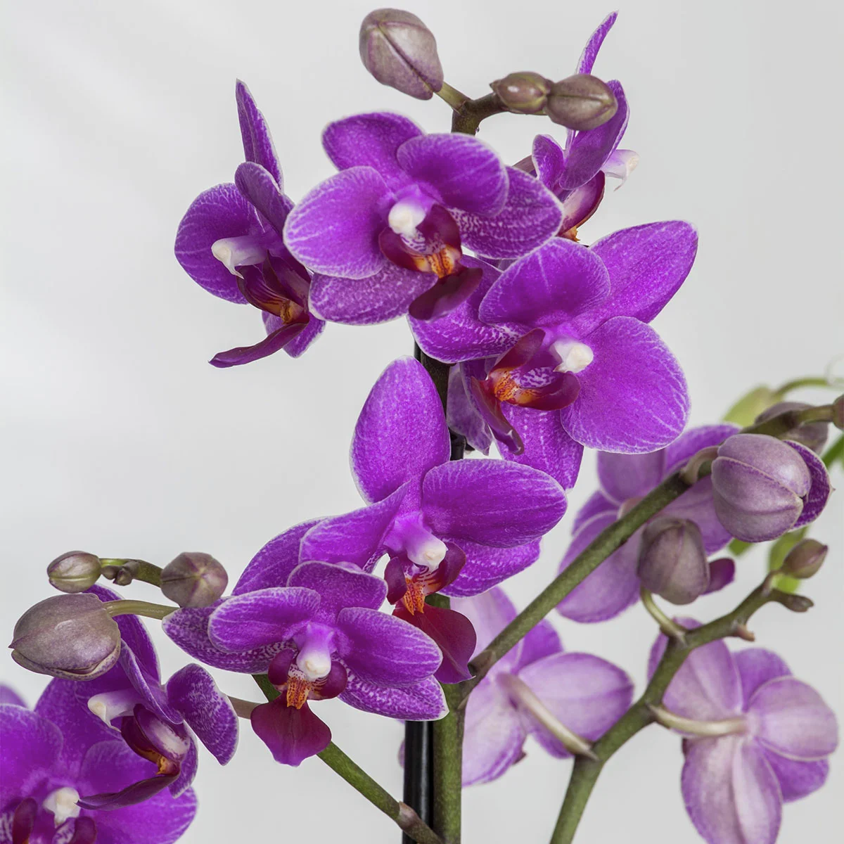 Pinke Schmetterlings-Orchidee, Höhe ca. 50-60 cm