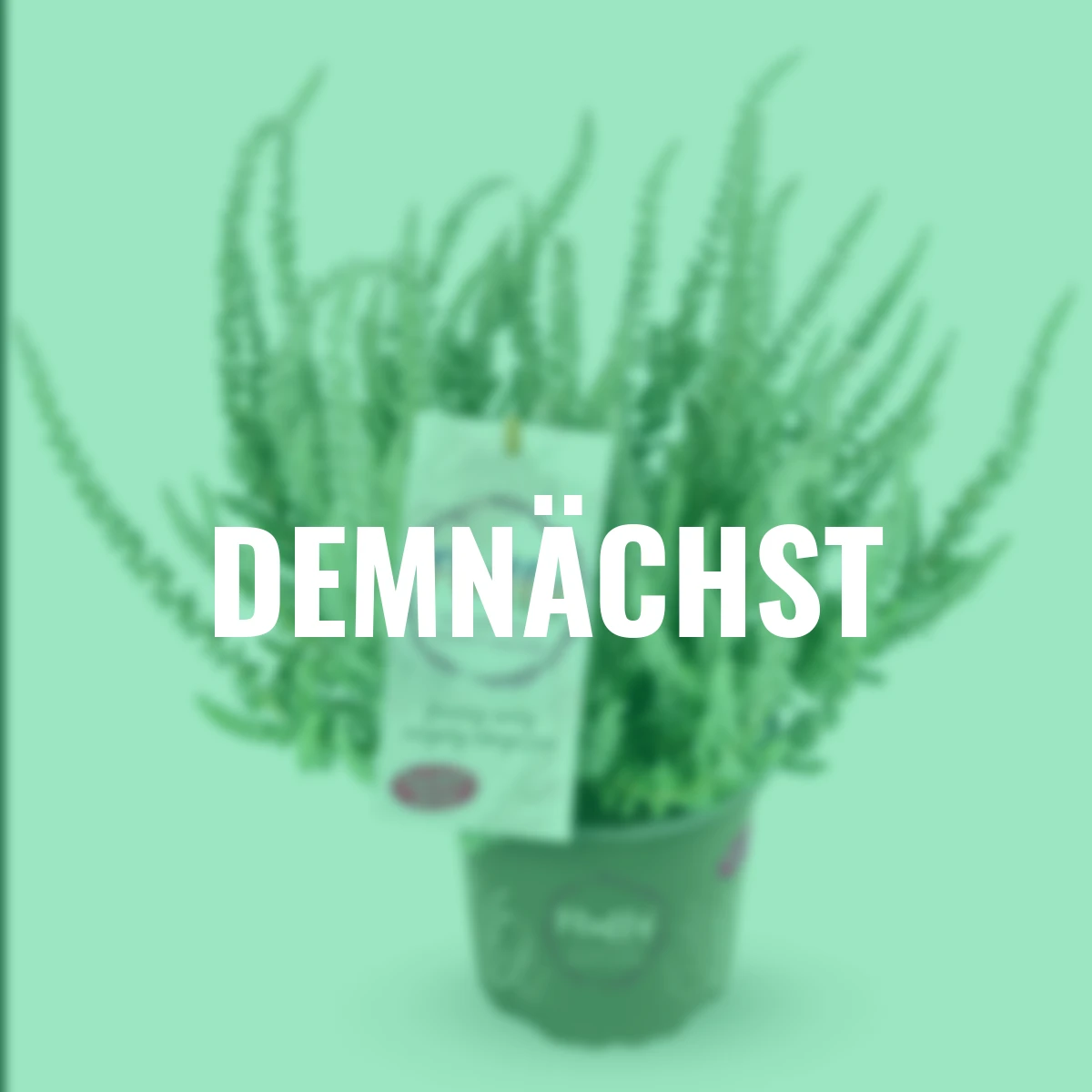 Knospenheide Gardengirls® Fluffy