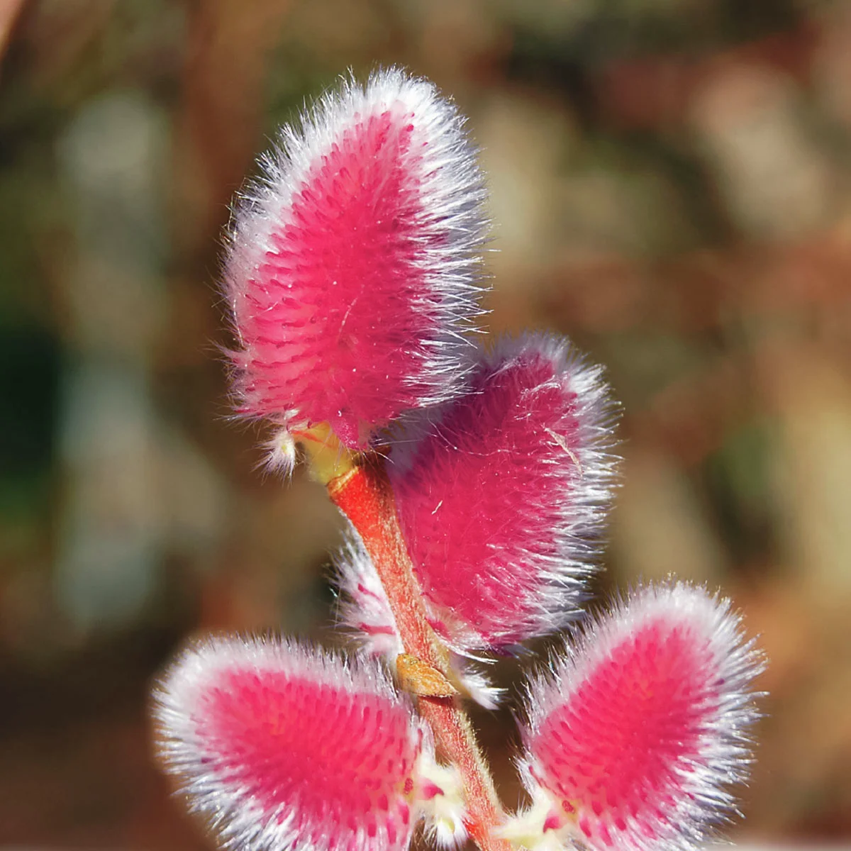 Kätzchenweide Mount Aso, Busch