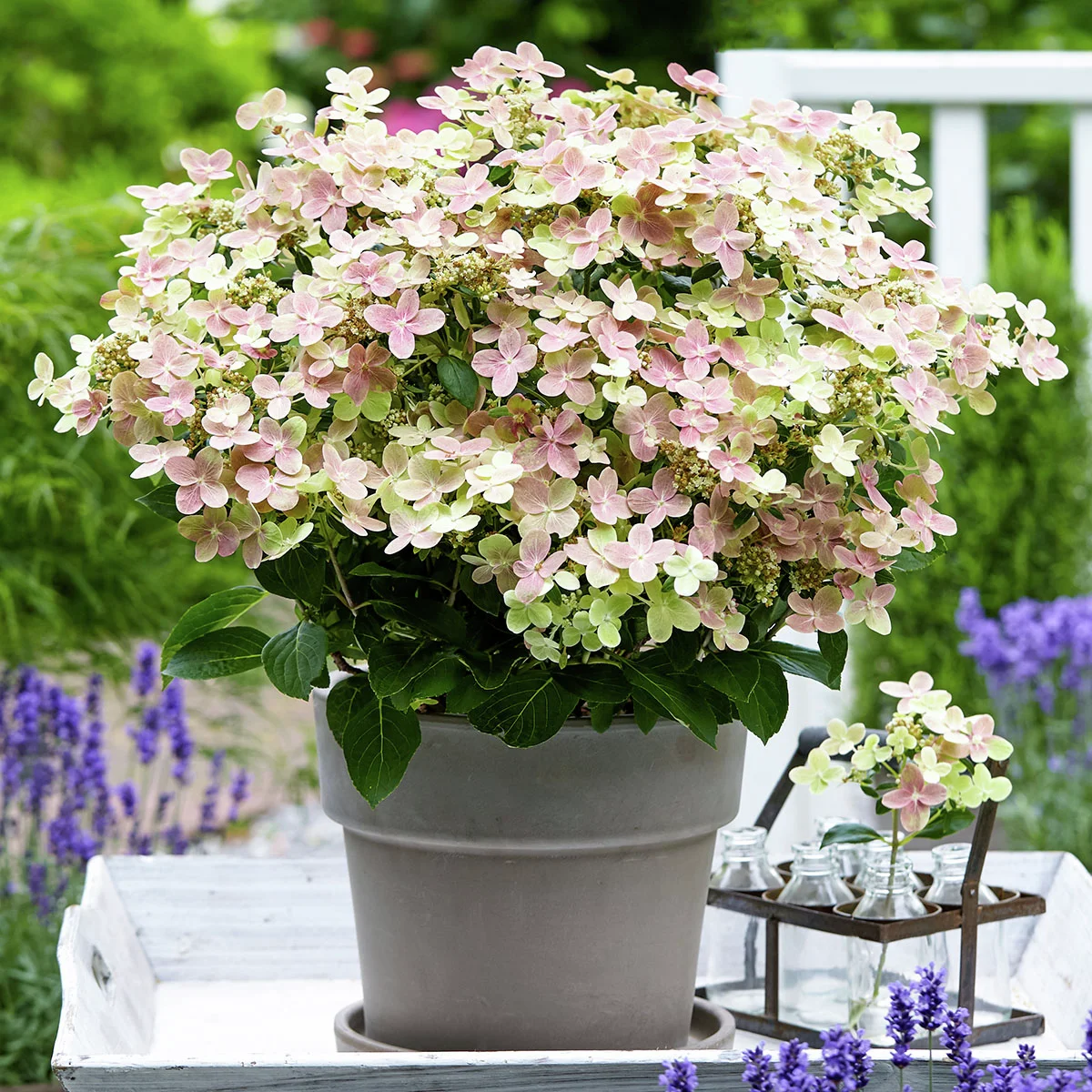 Rispen-Hortensie Switch® Ophelia, im ca. 15 cm-Topf