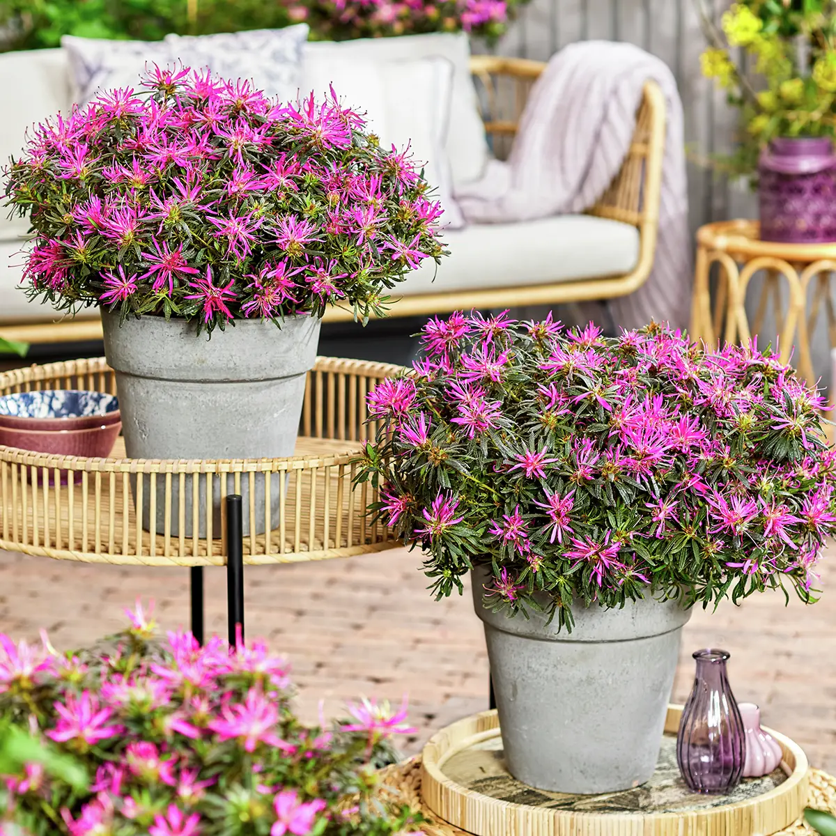 Japanische Azalee Star Style®, lila