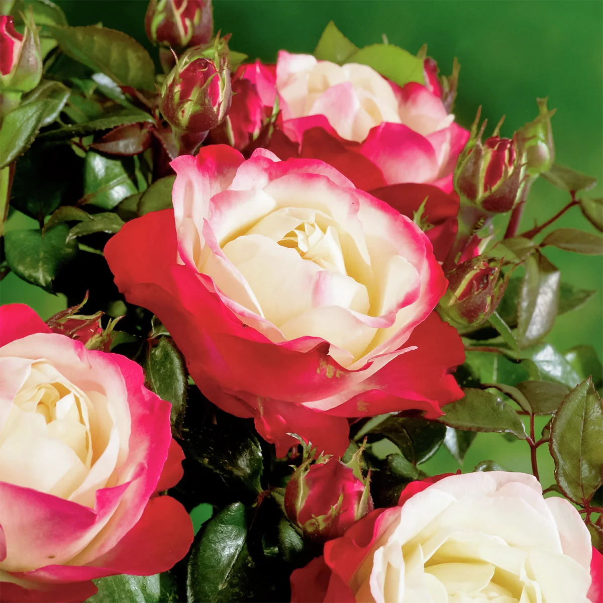 Edelrose Nostalgie®