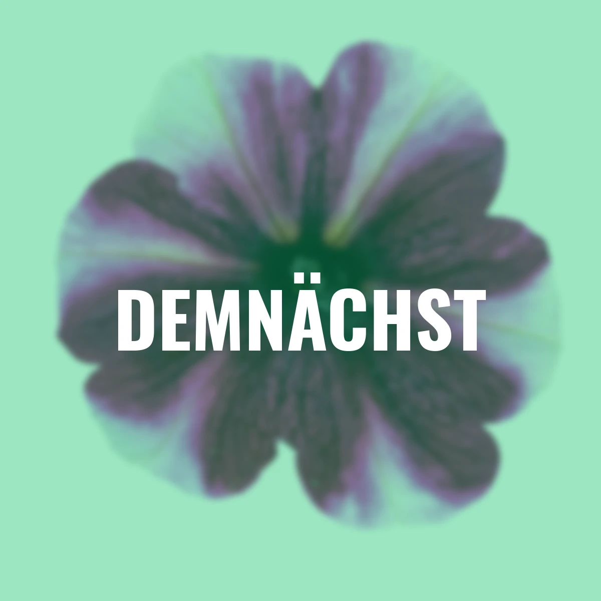 Hängepetunie Magenta Star