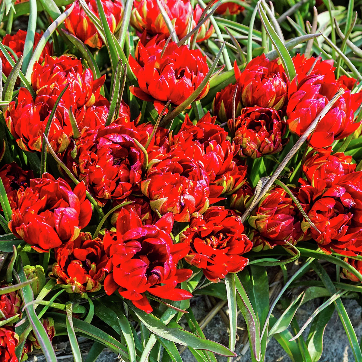 Tulpe Samantha