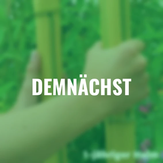 Baumbambus Aureocaulis, im ca. 18 cm-Topf