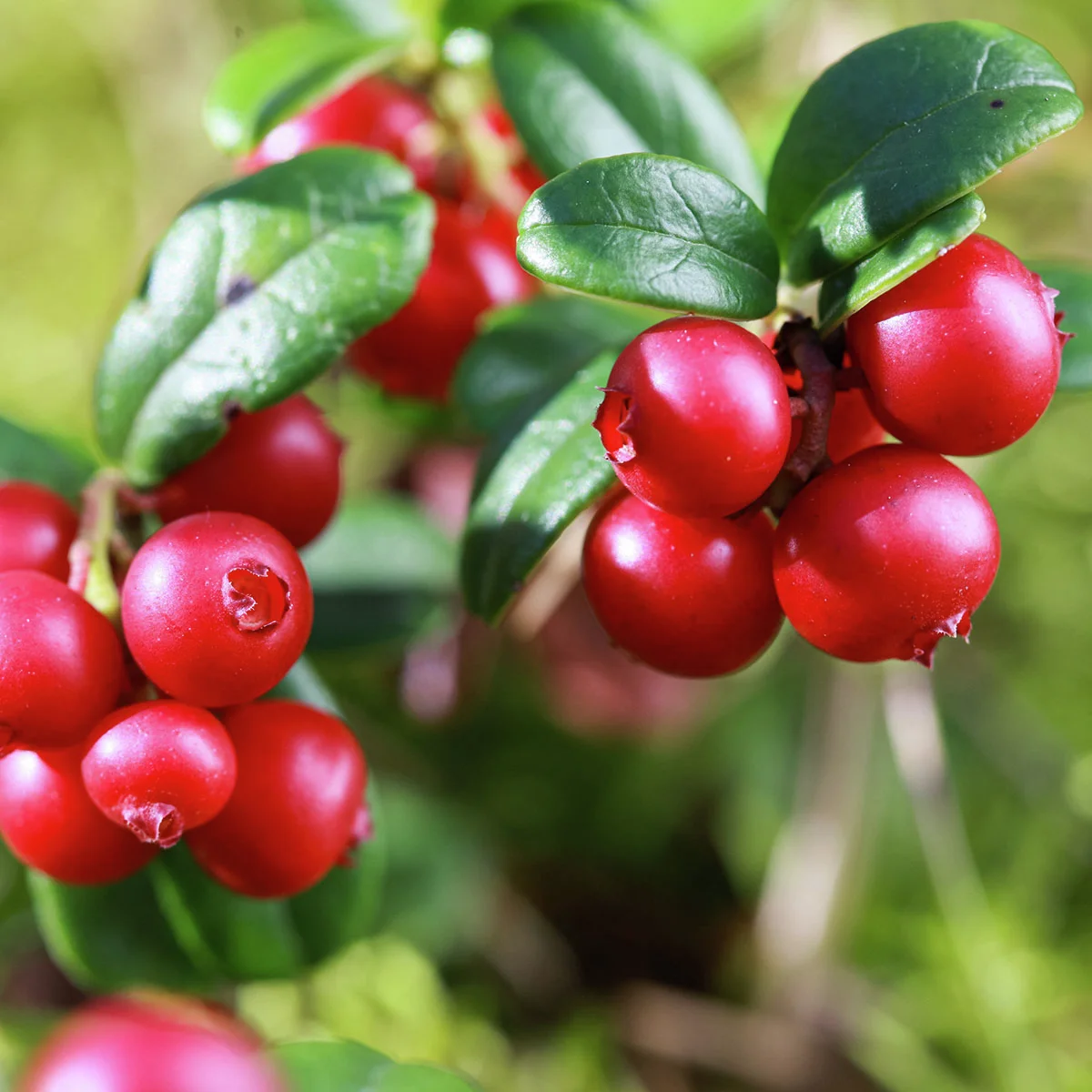 Cranberry, im ca. 13 cm-Topf