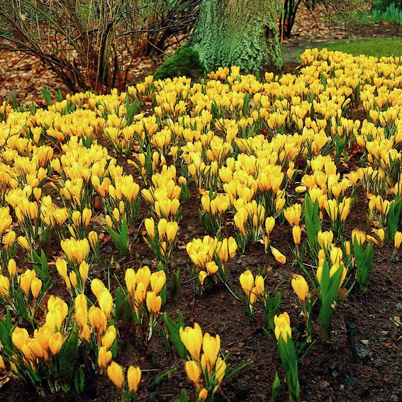 Großer Gelber Frühlingskrokus