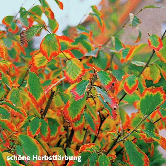 Zaubernuss Westerstede, gelb