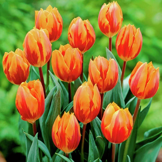 Tulpe Prinzessin Irene