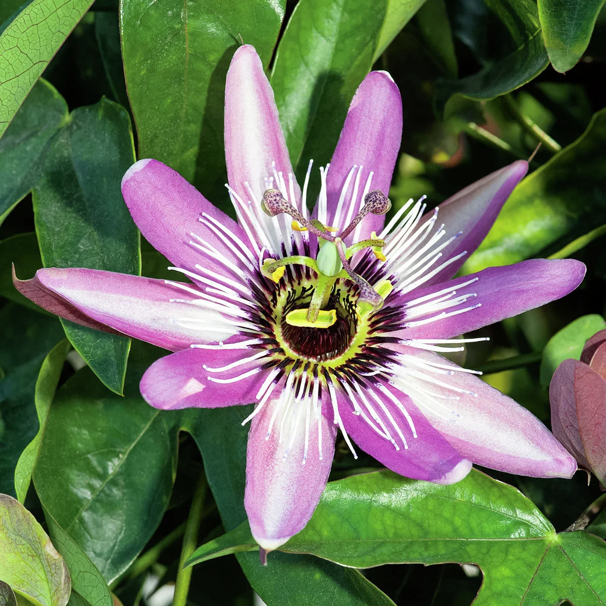 Stauden-Passionsblume, purpur