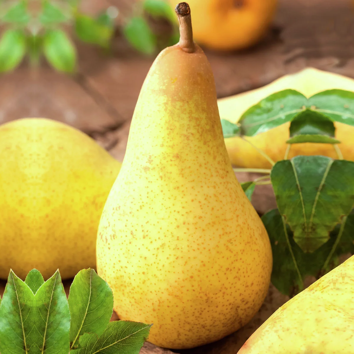 Säulen-Birne Obelisk®