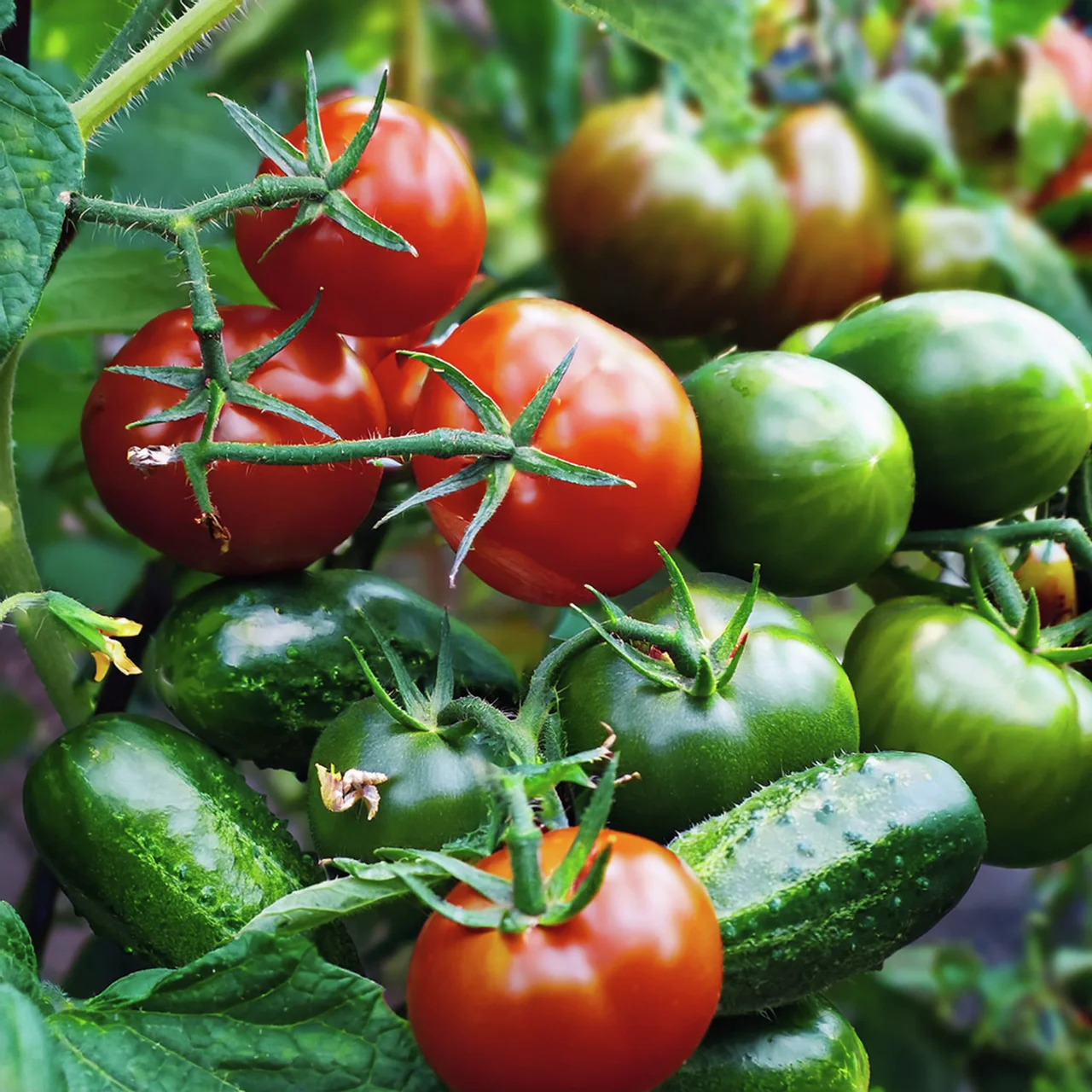 Gemüsepflanzen-Set Trio Genuss