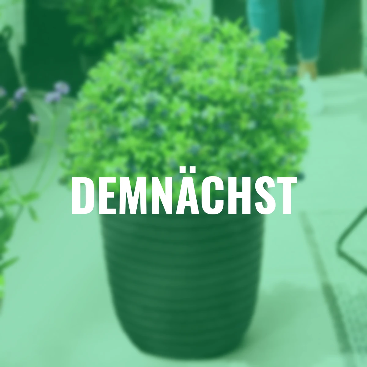 Heidelbeere BrazelBerry® Berry Bux®