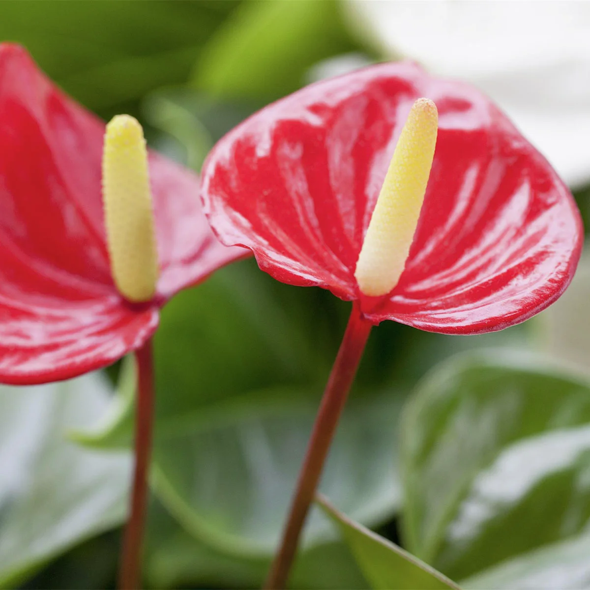 Rote Flamingoblume, im ca. 14 cm-Topf