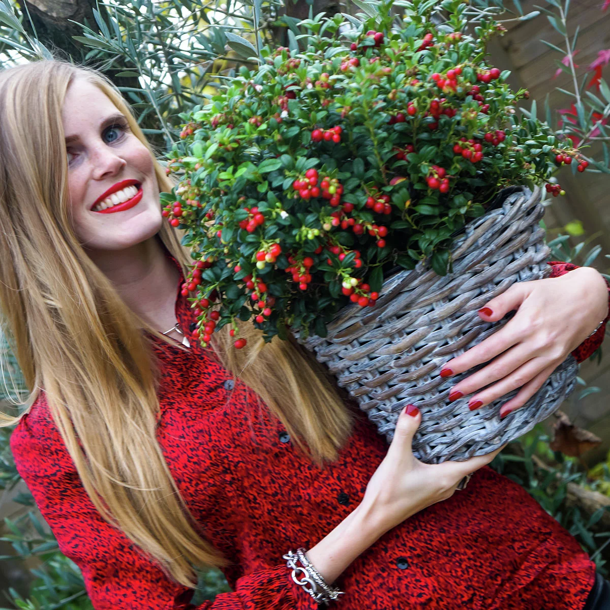 Preiselbeere Miss Cherry