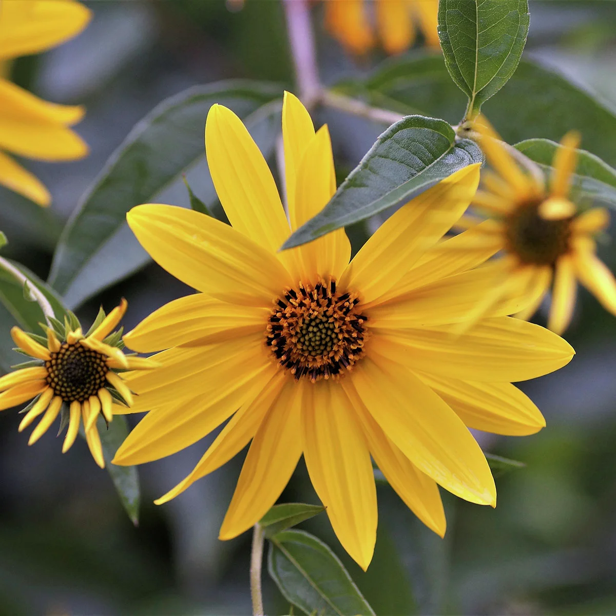 Topinambur Topstar, Pflanzgut