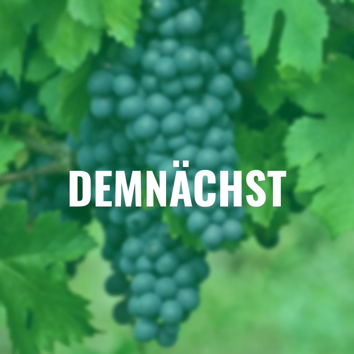 BIO Weintraube Boskoop Glory