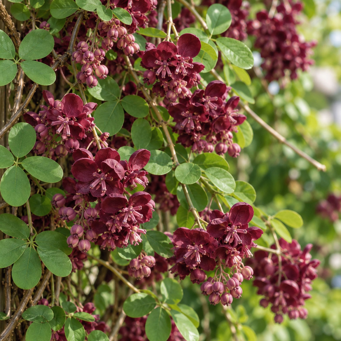 Schokoladenwein