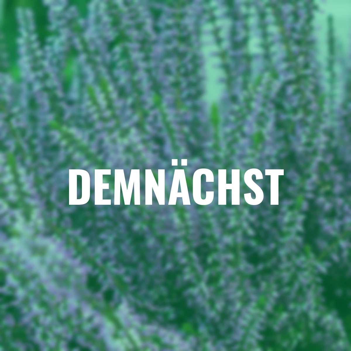 Knospenheide Gardengirls® Herbstlavendel