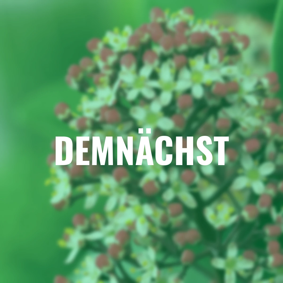 Japanische Blütenskimmie Rubella, im ca. 13 cm-Topf