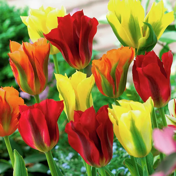 Mischung Viridiflora-Tulpen