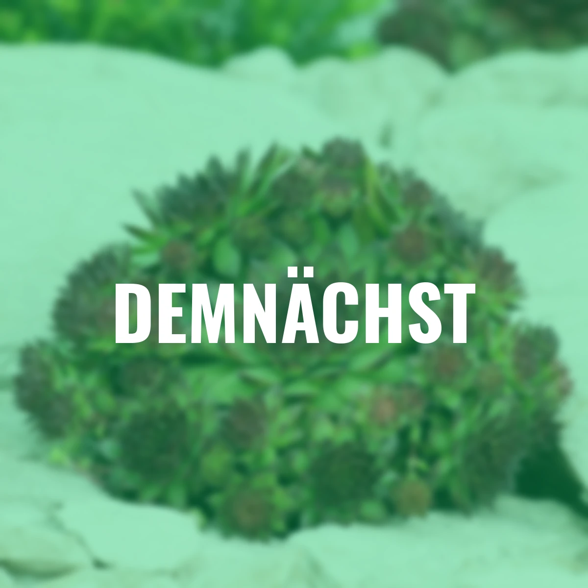 Korallenroter Hauswurz