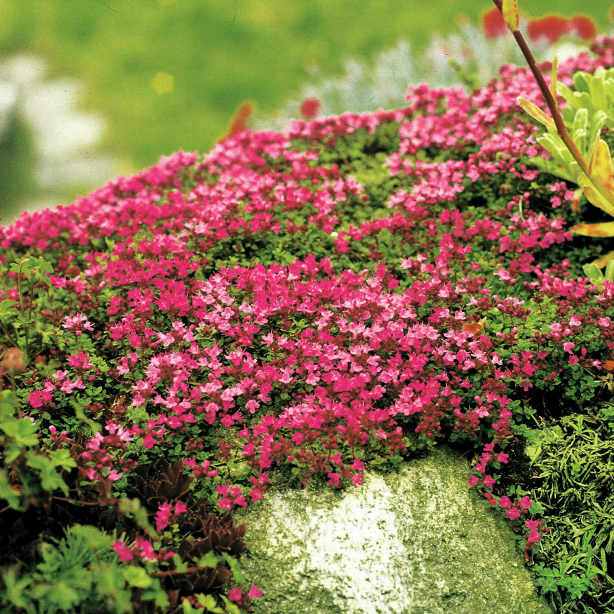 Pinker Polsterthymian