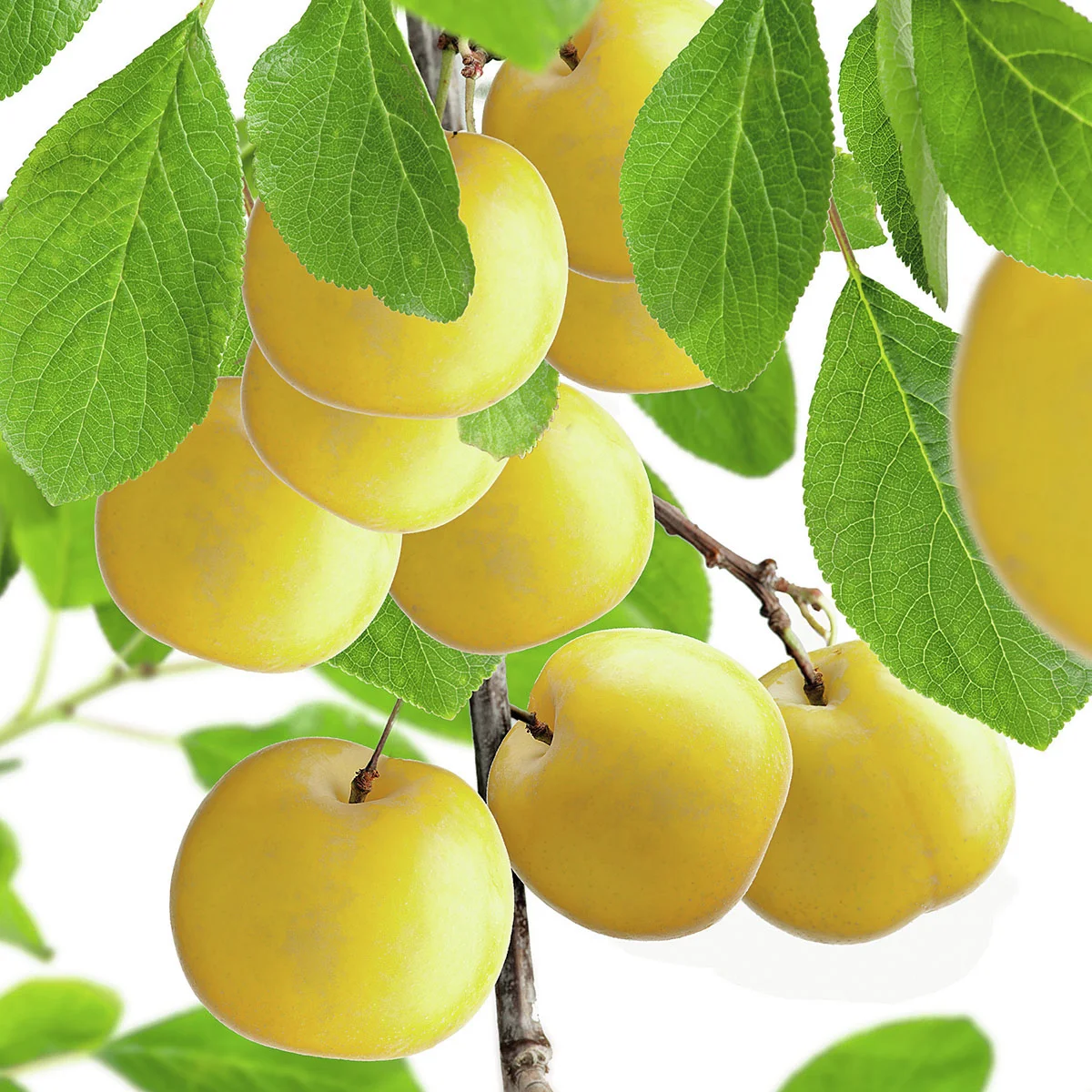 Zwergobst Mirabelle Mirabello