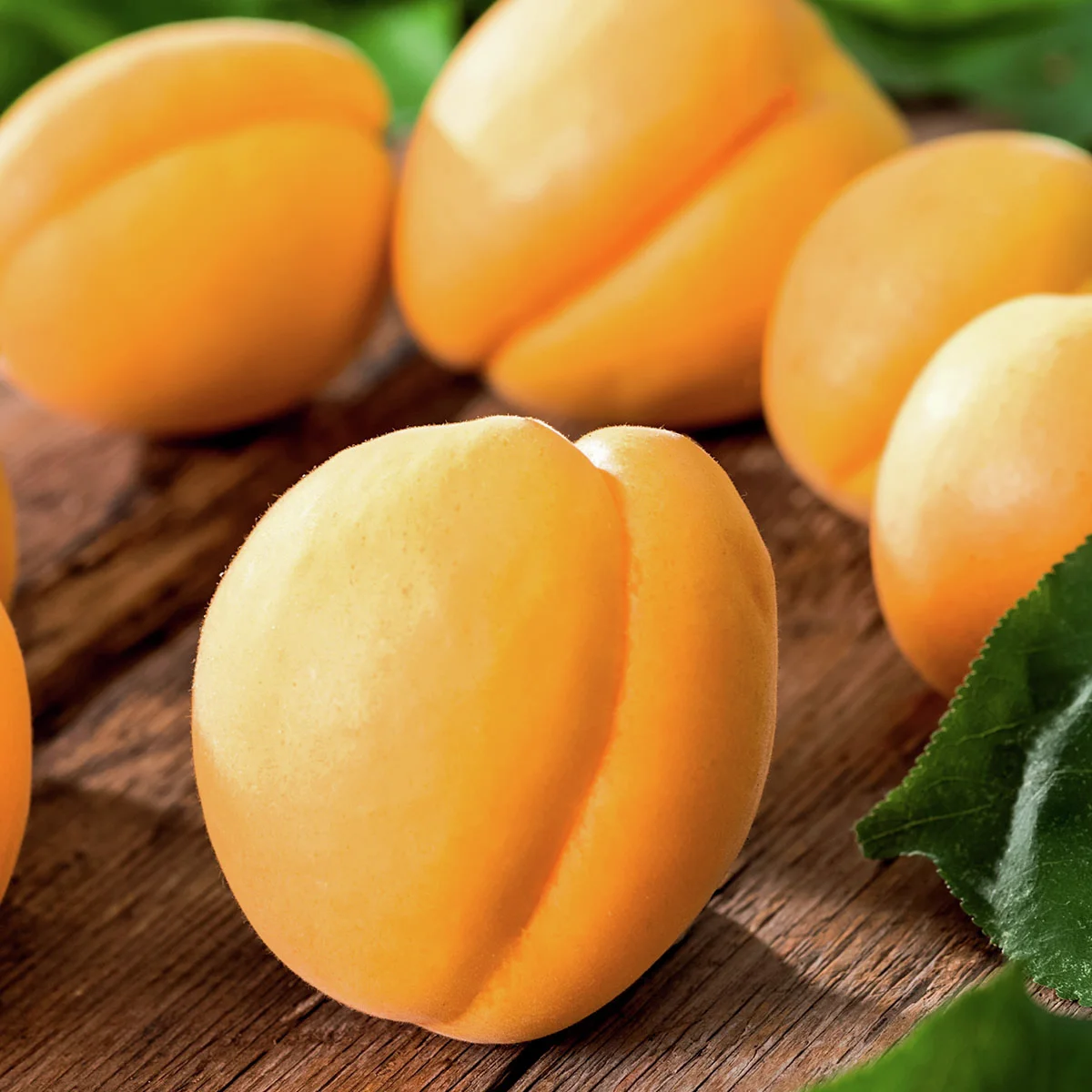 Säulen-Aprikose Golden Sun