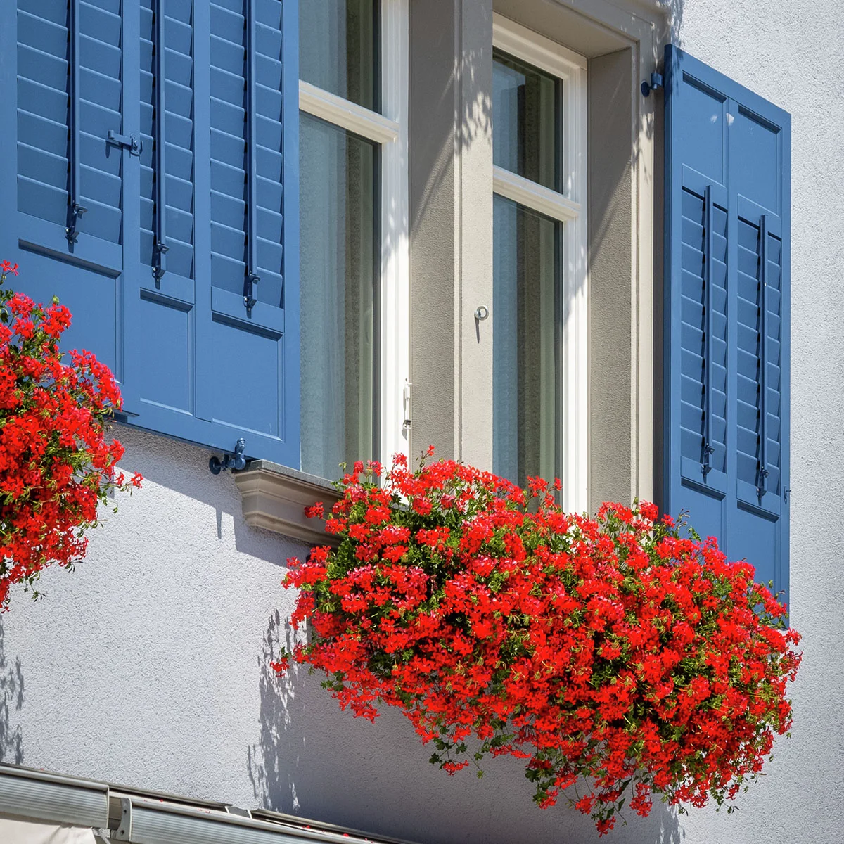 Hänge-Geranie Ville de Paris, rot