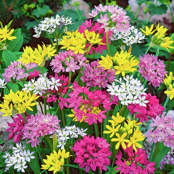 Blumenzwiebel-Set Zwerg-Zierlauch